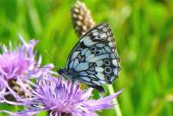 Melanargia galathea