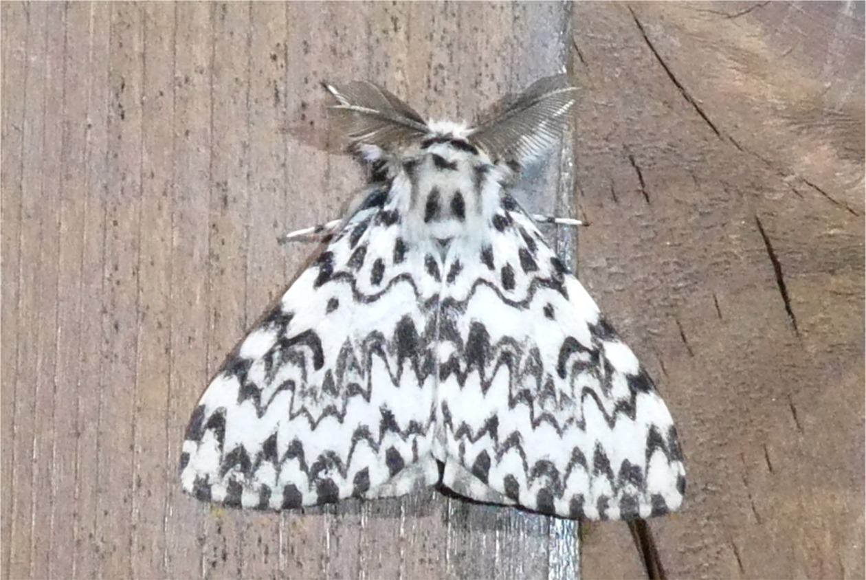 Lymantria monacha(♂)