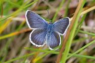 Plebejus argus