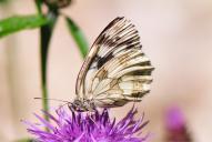 Melanargia galathea