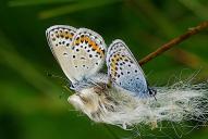 Plebejus argus