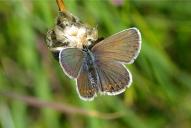 Plebejus argus