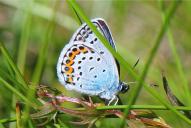 Plebejus argus