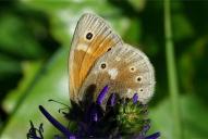 Coenonympha tullia