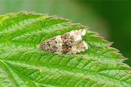 Orthotaenia undulana