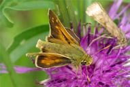 Hesperia comma