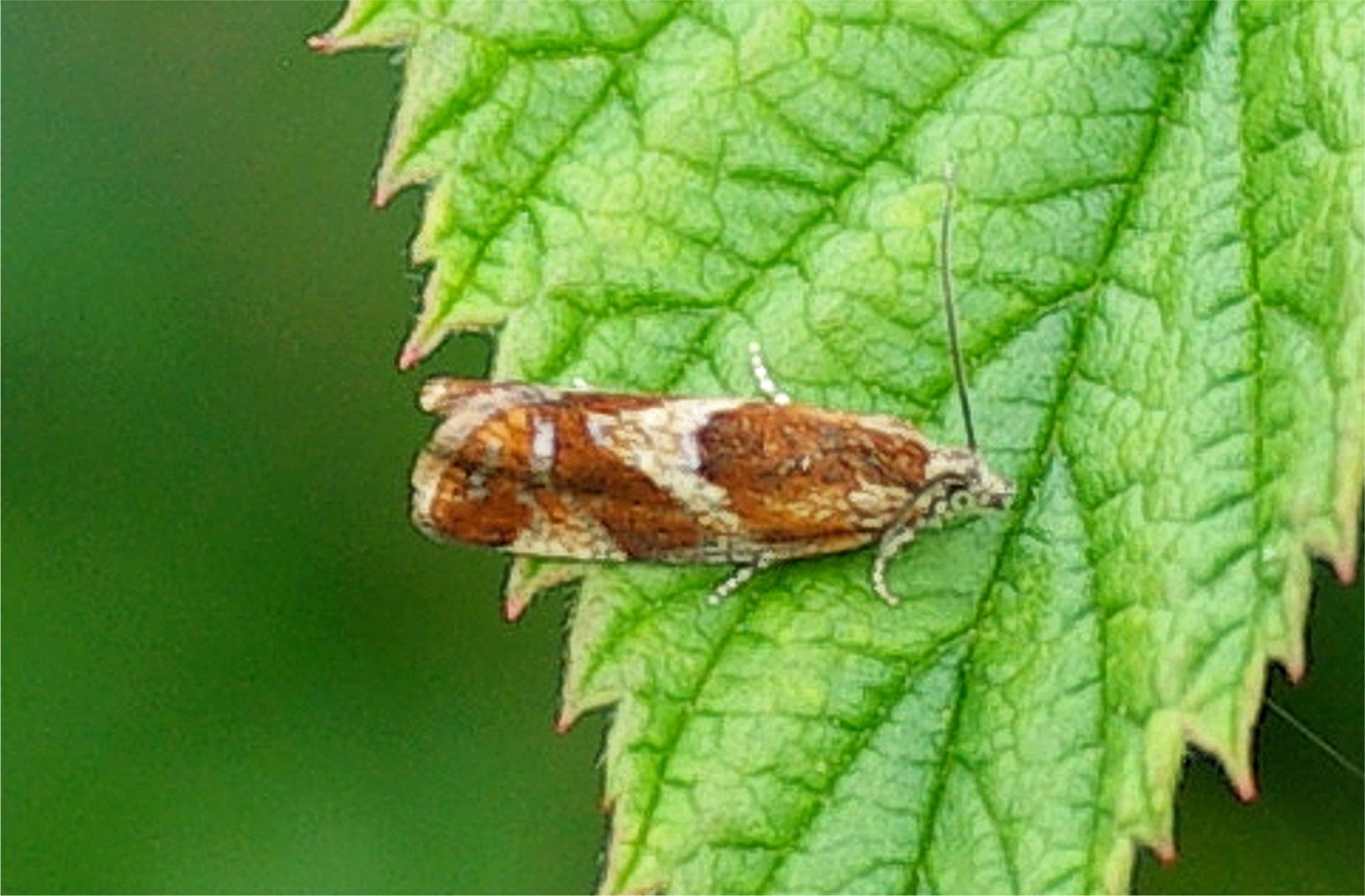 Epinotia cruciana