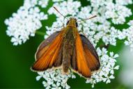 Hesperia comma