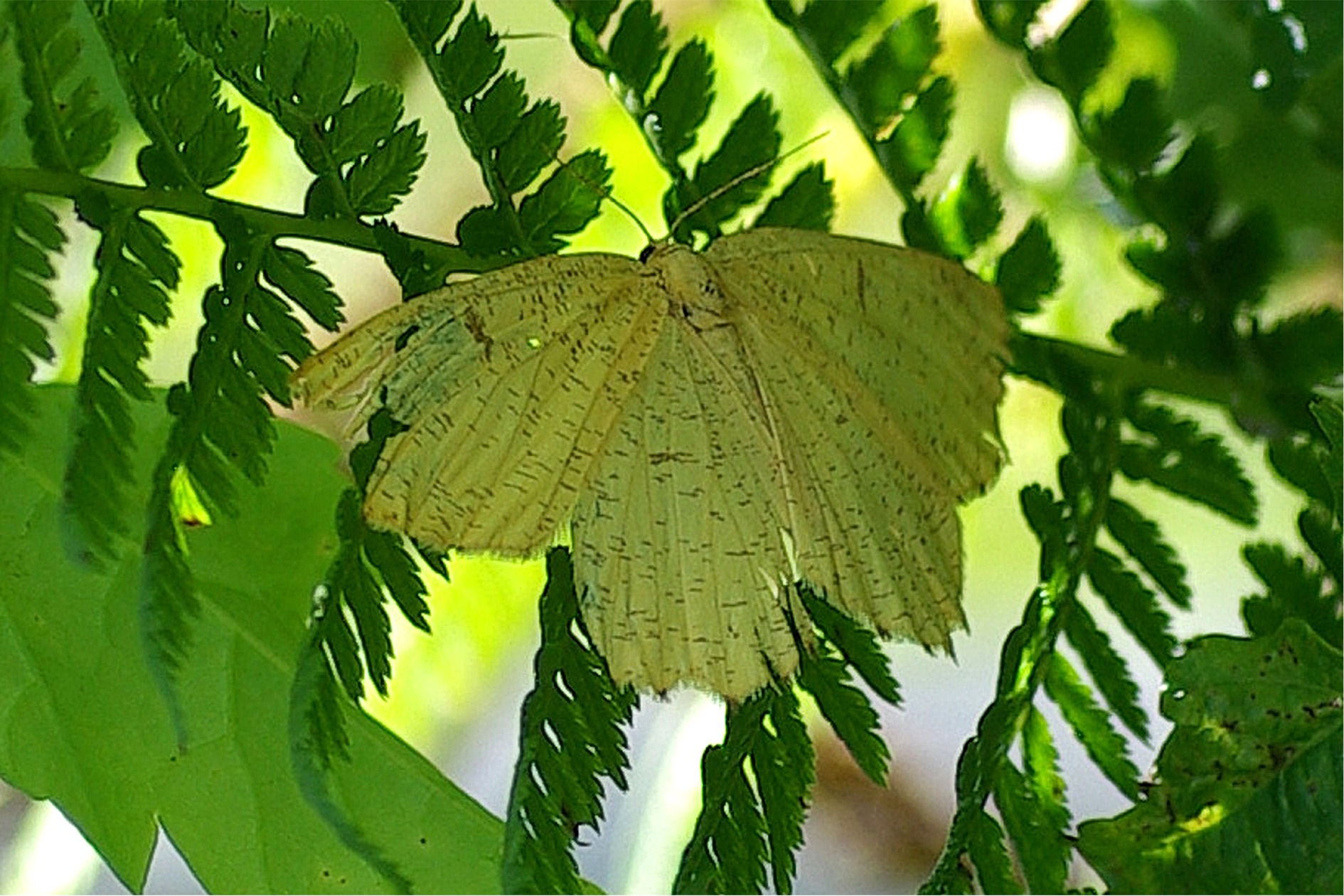 Angerona prunaria