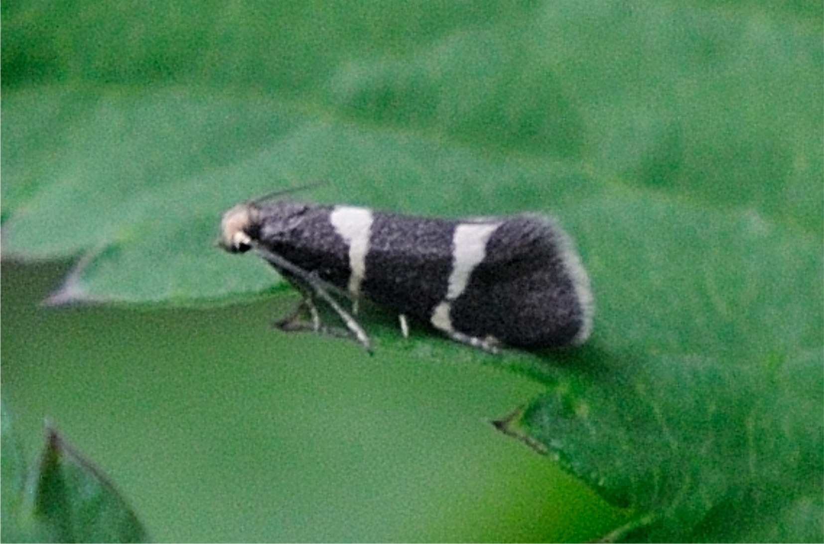 Lampronia flavimitrella