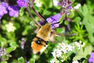 Hemaris tityus