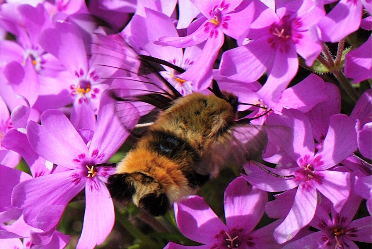 Hemaris tityus