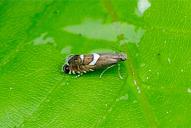 Glyphipterix forsterella