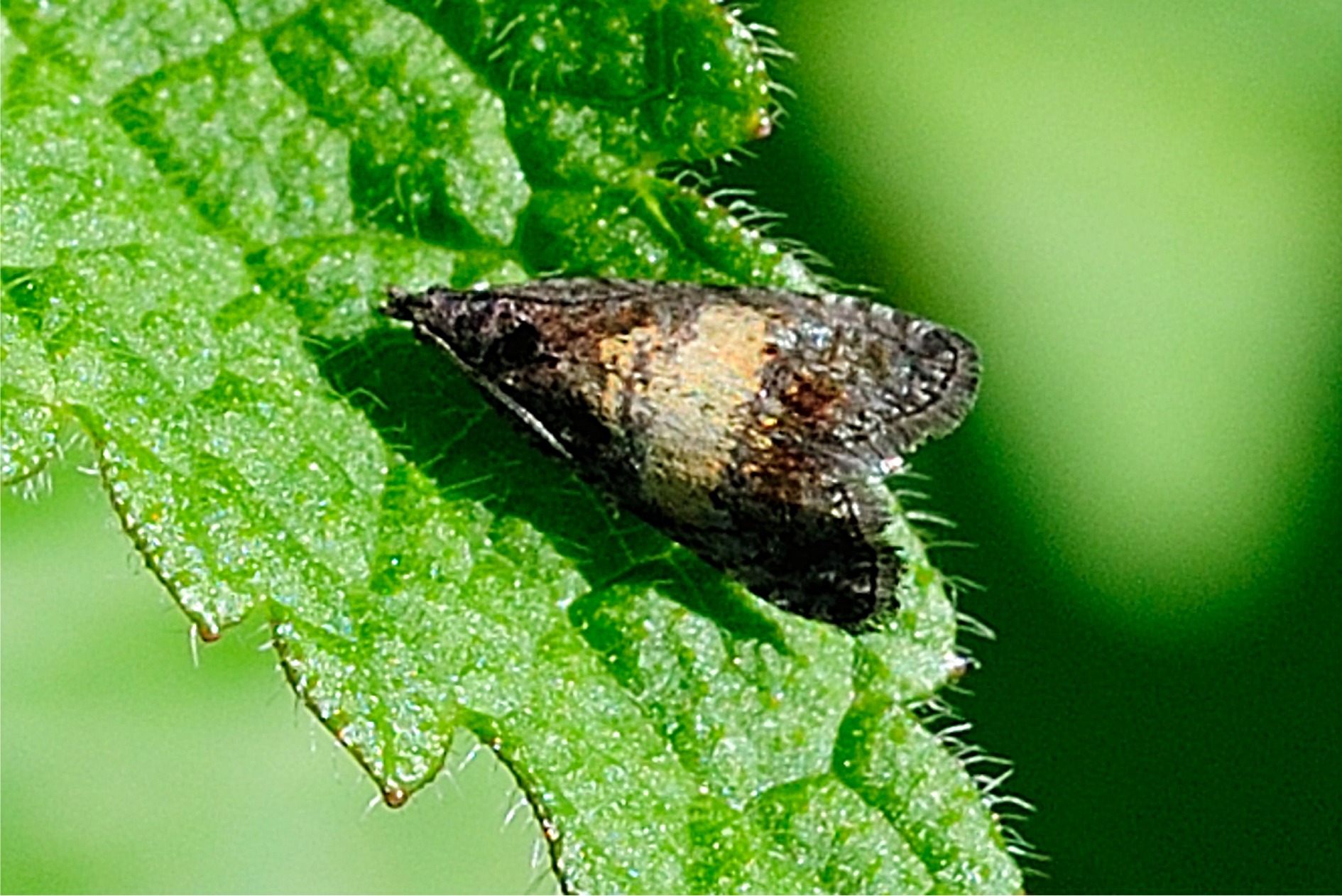 Endothenia nigricostana