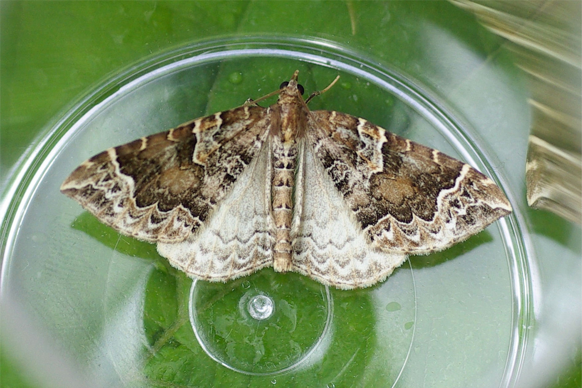 Eulithis prunata