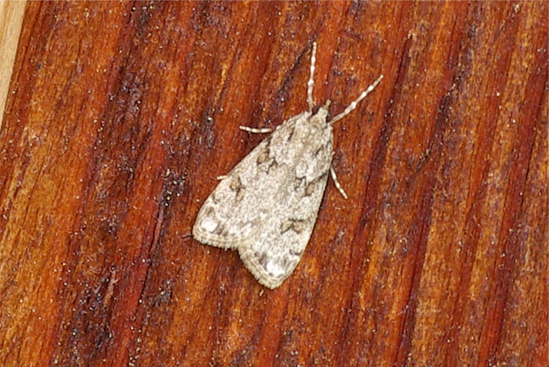 Scoparia ancipitella