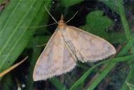 Paratalanta pandalis