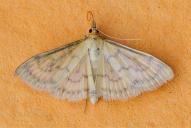 Paratalanta pandalis