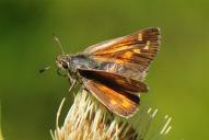 Hesperia comma
