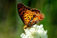 Issoria [Argynnis] lathonia