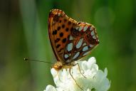 Issoria [Argynnis] lathonia