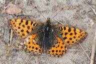 Issoria [Argynnis] lathonia