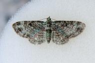 Pasiphila rectangulata