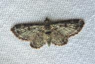 Pasiphila rectangulata