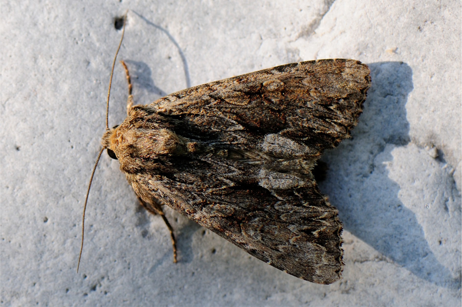 Apamea monoglypha