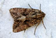 Apamea monoglypha