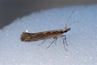 Rhigognostis incarnatella