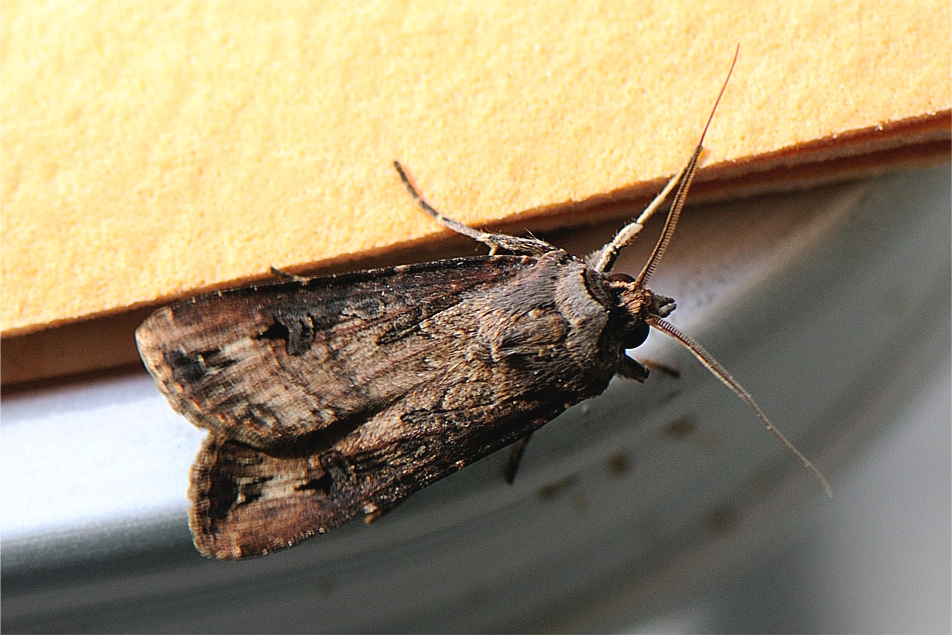 Agrotis ipsilon