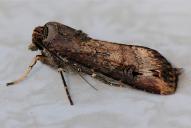 Agrotis ipsilon
