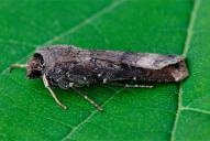 Agrotis ipsilon