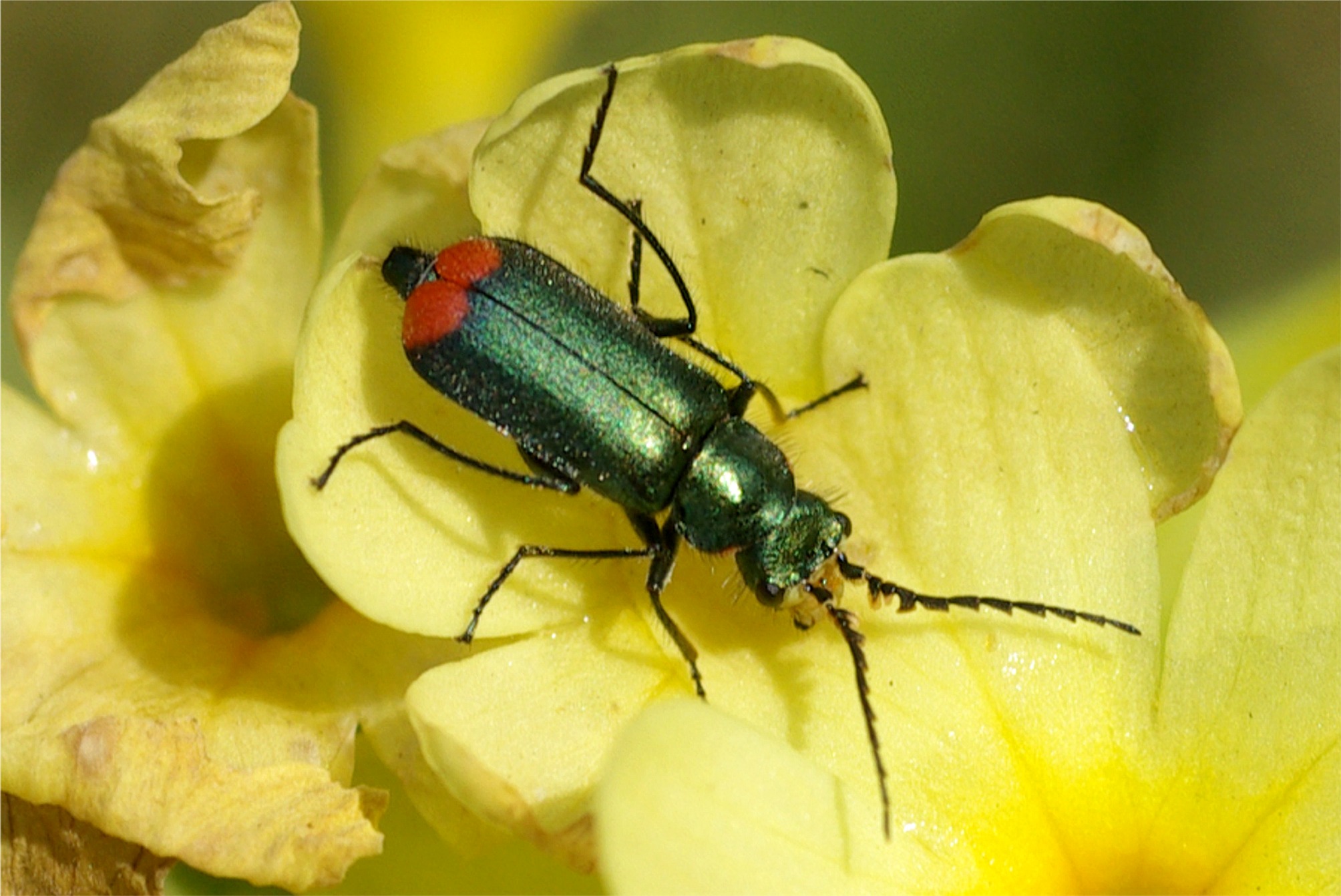 Malachius bipustulatus