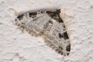 Xanthorhoe fluctuata