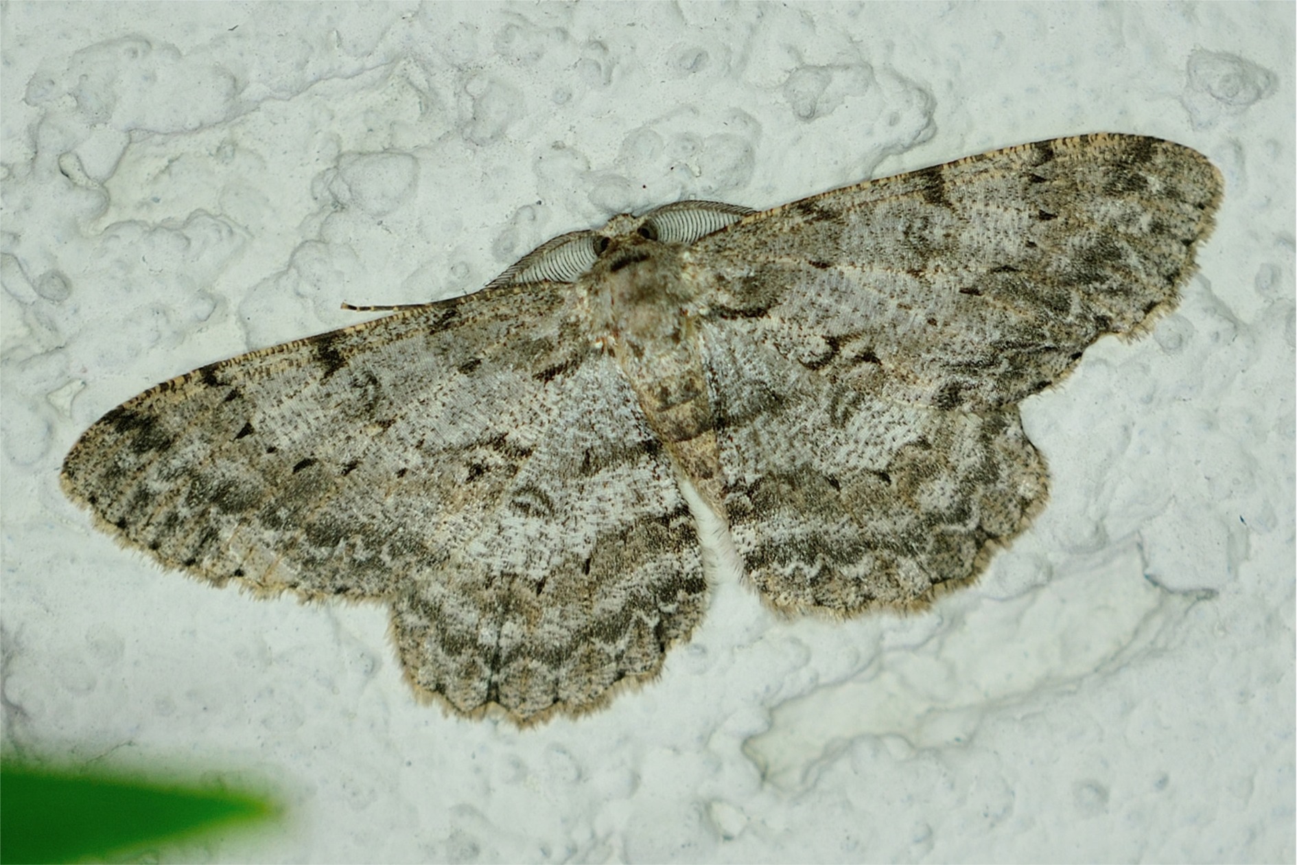 Hypomecis punctinalis