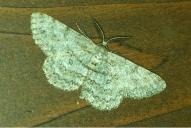 Hypomecis punctinalis