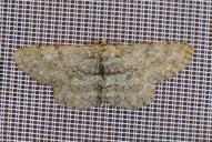 Hypomecis punctinalis