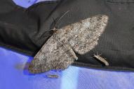 Hypomecis punctinalis