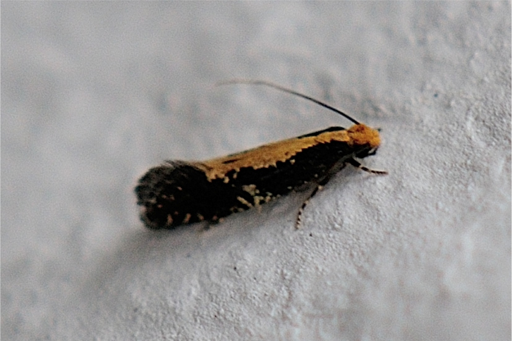 Monopis obviella