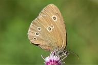 Aphantopus hyperantus