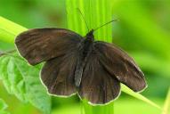 Aphantopus hyperantus