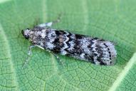 Dioryctria abietella