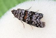 Dioryctria abietella