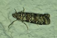 Dioryctria abietella