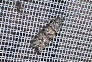 Dioryctria abietella