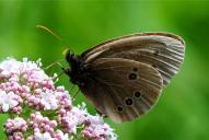 Aphantopus hyperantus