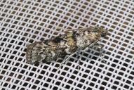 Dioryctria abietella