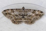 Peribatodes rhomboidaria